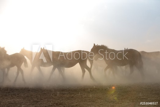 Picture of wild horses and cowboyskayseri turkey